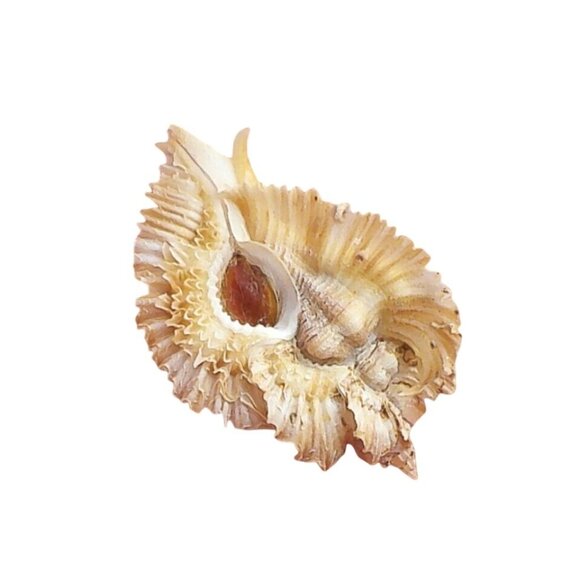 Rare Murex Miyokoae Kosuge Specimen Shell, Panglao Bohol Philippines - Picture 5 of 6